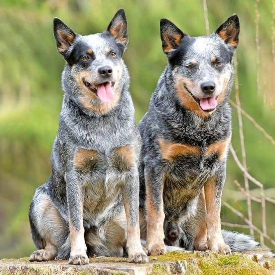 El perro más trabajador de Australia, el Blue Heeler
