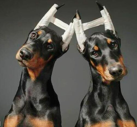 Corte de orejas en perros: una práctica innecesaria que debe quedar atrás